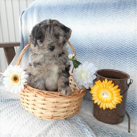 Aussiedoodle For Sale Holmesville, OH Male- Rocky