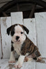 Beabull For Sale Holmesville, OH Male- Rocky