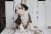 Beabull For Sale Holmesville, OH Male- Rocky