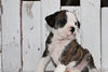 Beabull For Sale Holmesville, OH Male- Rocky