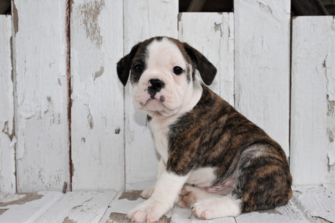 Beabull For Sale Holmesville, OH Male- Rocky