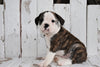 Beabull For Sale Holmesville, OH Male- Rocky