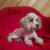 Mini Bernedoodle *TRI COLOR* For Sale Fredericksburg, OH Male- Milo