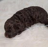 Cockapoo Puppy For Sale Dundee, Ohio Male- Ronnie