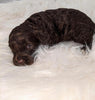 Cockapoo Puppy For Sale Dundee, Ohio Male- Ronnie