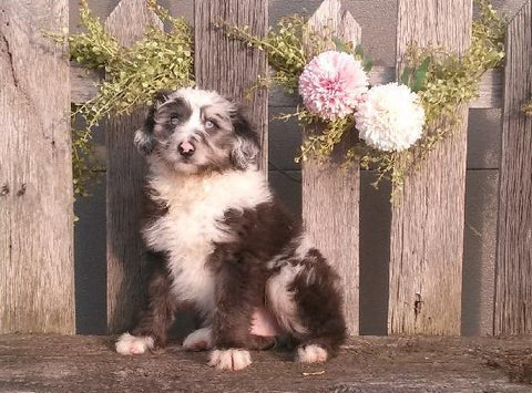 Mini Aussiedoodle For Sale Fredericksburg, OH Male- Rosco