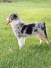 Australian Shepherd For Sale Fredericksburg, OH Male Roscoe