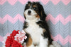 Mini Bernedoodle Puppy For Sale Mansfield, OH Male- Roscoe