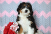 Mini Bernedoodle Puppy For Sale Mansfield, OH Male- Roscoe