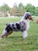Australian Shepherd For Sale Fredericksburg, OH Male Roscoe