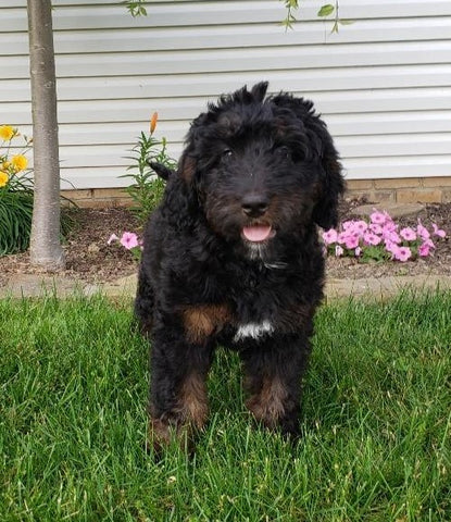 Bernedoodle For Sale Sugarcreek, OH Female- Rose