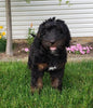 Bernedoodle For Sale Sugarcreek, OH Female- Rose