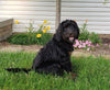 Bernedoodle For Sale Sugarcreek, OH Female- Rose