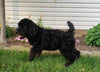 Bernedoodle For Sale Sugarcreek, OH Female- Rose