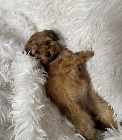 Shih-Poo Puppy For Sale Hartville, OH Female- Rose