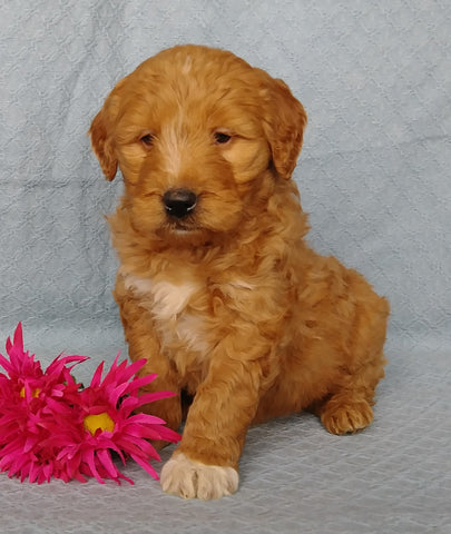 Goldendoodle For Sale Millersburg, OH Female- Rose