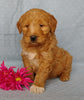 Goldendoodle For Sale Millersburg, OH Female- Rose