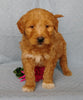 Goldendoodle For Sale Millersburg, OH Female- Rose