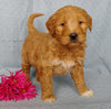 Goldendoodle For Sale Millersburg, OH Female- Rose
