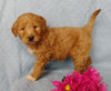 Goldendoodle For Sale Millersburg, OH Female- Rose