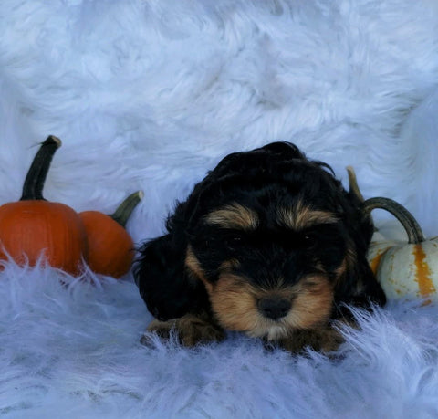 Cockapoo For Sale Fredericksburg, OH Female- Rose