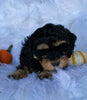 Cockapoo For Sale Fredericksburg, OH Female- Rose