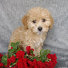 F1B Mini Labradoodle For Sale Millersburg, OH Female- Rosebud