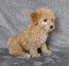 F1B Mini Labradoodle For Sale Millersburg, OH Female- Rosebud