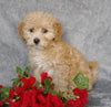 F1B Mini Labradoodle For Sale Millersburg, OH Female- Rosebud