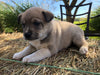 Shiba Inu Mix For Sale West Farmington, OH Female- Rosie