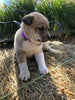 Shiba Inu Mix For Sale West Farmington, OH Female- Rosie