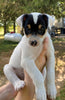 Rat Terrier For Sale Tampico, Illinois Male- Rowdy