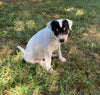 Rat Terrier For Sale Tampico, Illinois Male- Rowdy