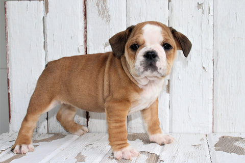 Beabull For Sale Holmesville, OH Female- Roxie