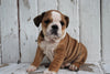 Beabull For Sale Holmesville, OH Female- Roxie