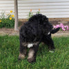 Bernedoodle For Sale Sugarcreek, OH Female- Roxy