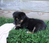 Australian Shepherd For Sale Baltic, OH Female- Roxy