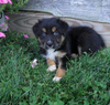 Australian Shepherd For Sale Baltic, OH Female- Roxy