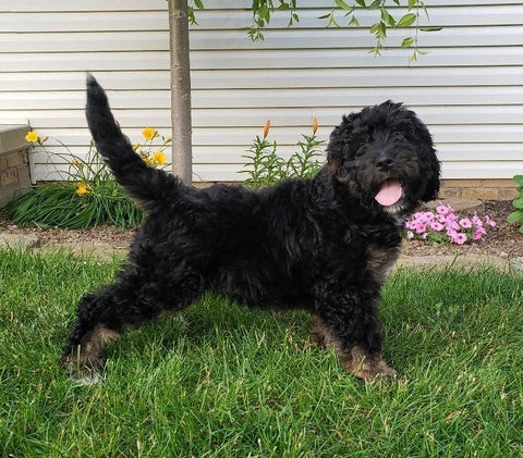Bernedoodle For Sale Sugarcreek, OH Female- Roxy