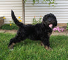 Bernedoodle For Sale Sugarcreek, OH Female- Roxy