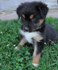 Australian Shepherd For Sale Baltic, OH Female- Roxy