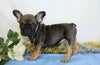 AKC Registered French Bulldog For Sale Wooster, OH Male- Royal