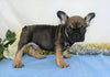 AKC Registered French Bulldog For Sale Wooster, OH Male- Royal