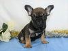 AKC Registered French Bulldog For Sale Wooster, OH Male- Royal