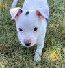 Rat Terrier For Sale Tampico, Illinois Male- Rudy