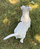 Rat Terrier For Sale Tampico, Illinois Male- Rudy