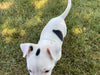 Rat Terrier For Sale Tampico, Illinois Male- Rudy
