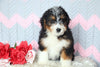 Mini Bernedoodle Puppy For Sale Mansfield, OH Male- Rugby