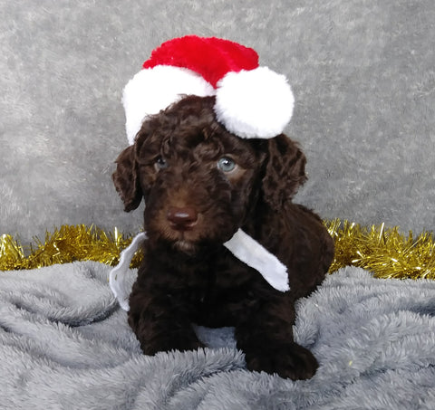 Medium F1B Labradoodle For Sale Millersburg, OH Male- Ruger