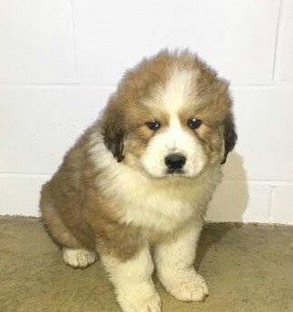 Bernese Mountain Dog Mix For Sale Brinkhaven, OH Male- Russel